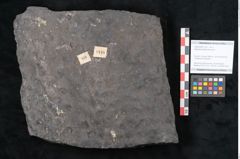 Foto (Objekt + Etikett) von Stigmaria ficoides Brongniart (NHMW-GEO-2024-0188-11118)